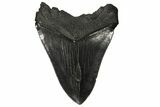 Serrated, Fossil Megalodon Tooth - South Carolina #145540-2